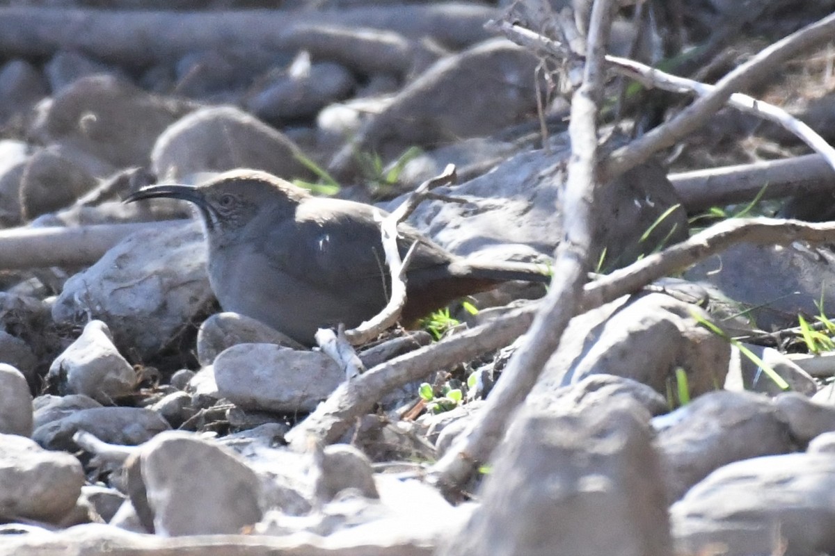 Crissal Thrasher - ML406730911