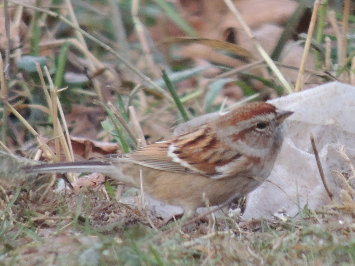 American Tree Sparrow - Melody Walsh