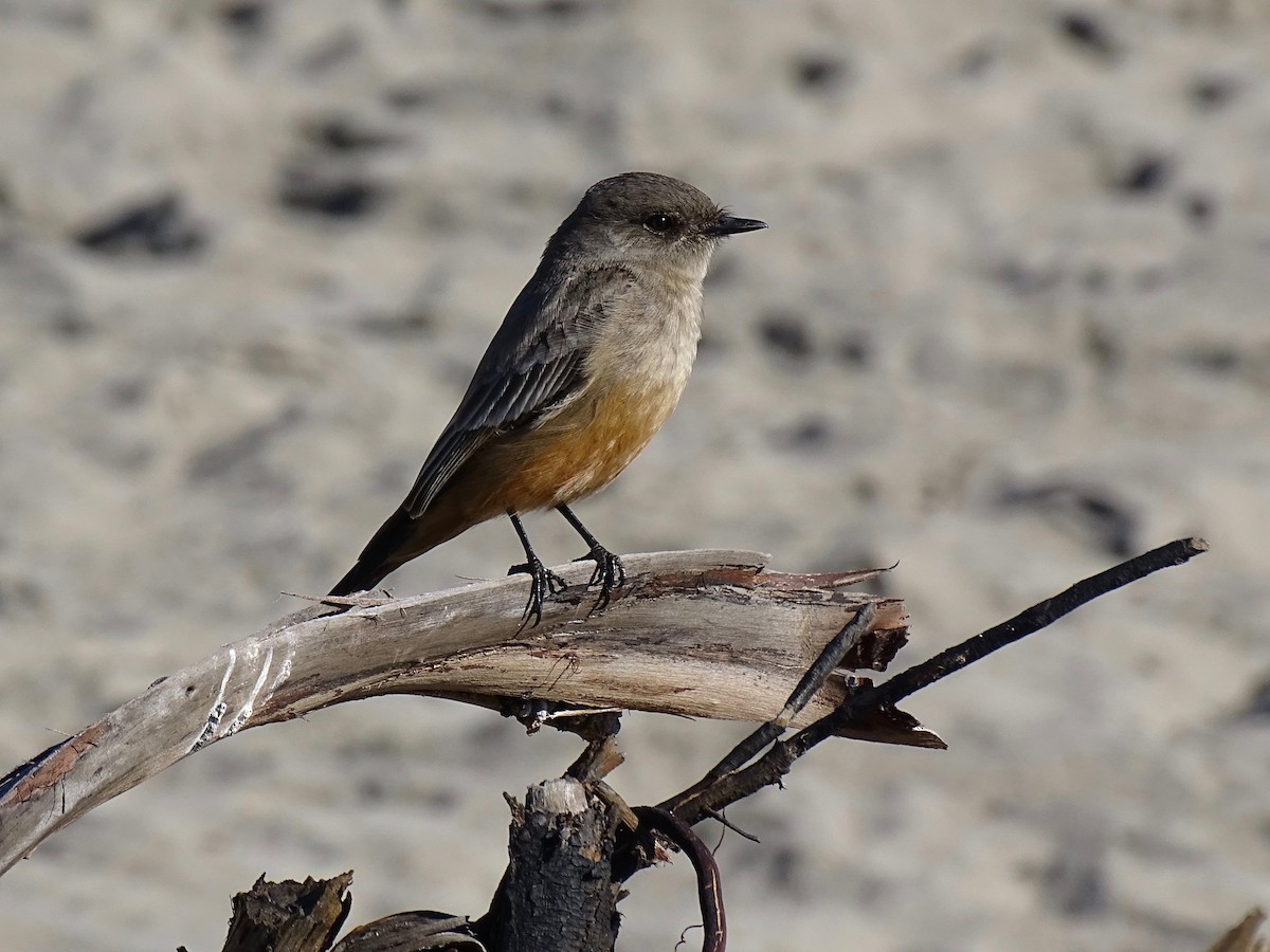 Say's Phoebe - ML406731611