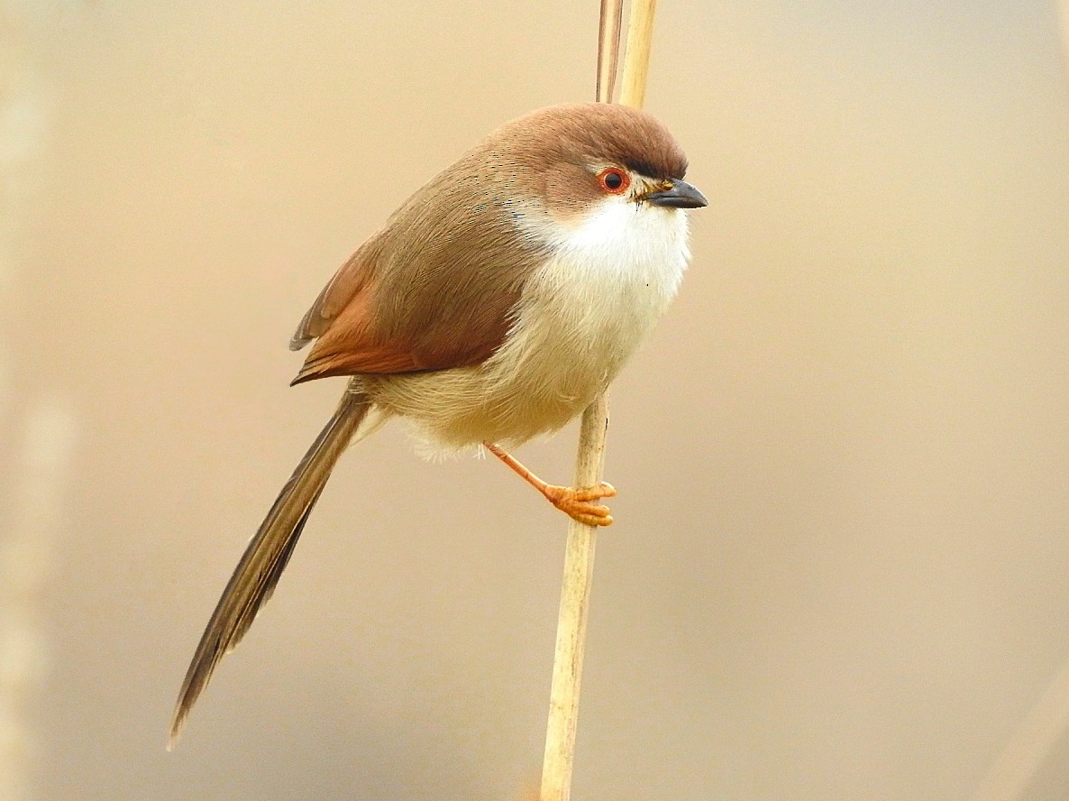 Yellow-eyed Babbler - ML406733331