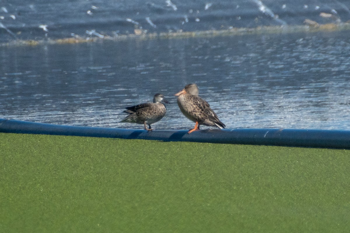 Blue-winged Teal - Alex Wang