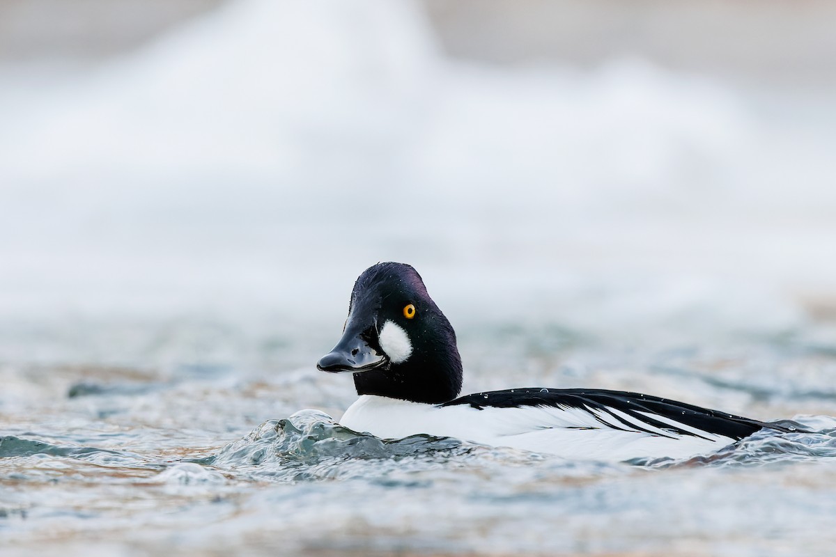 Common Goldeneye - ML406735741