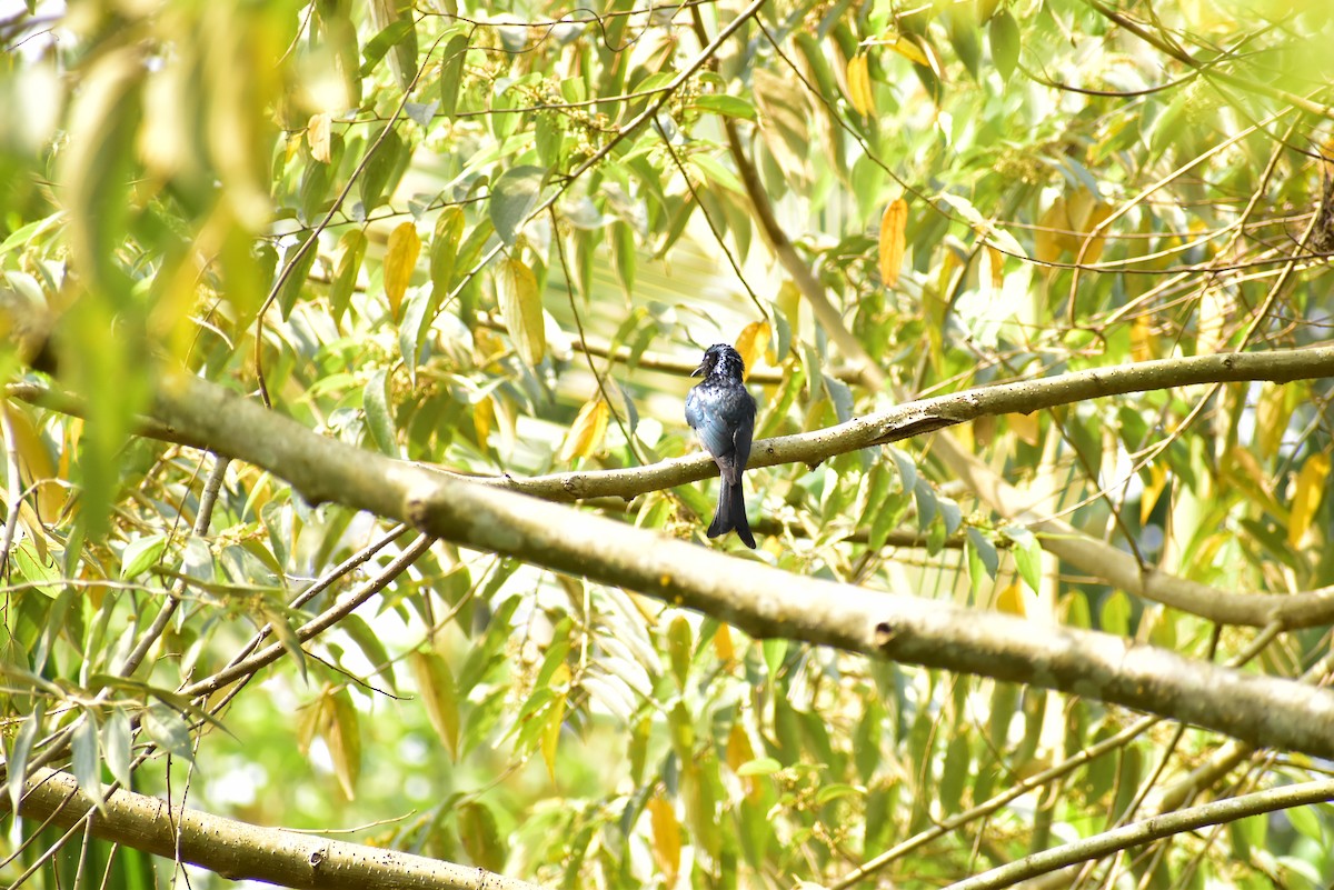 Drongo bronzé - ML406735891