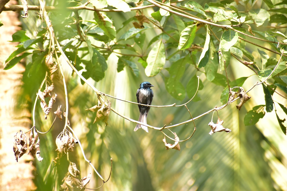 Drongo bronzé - ML406735971