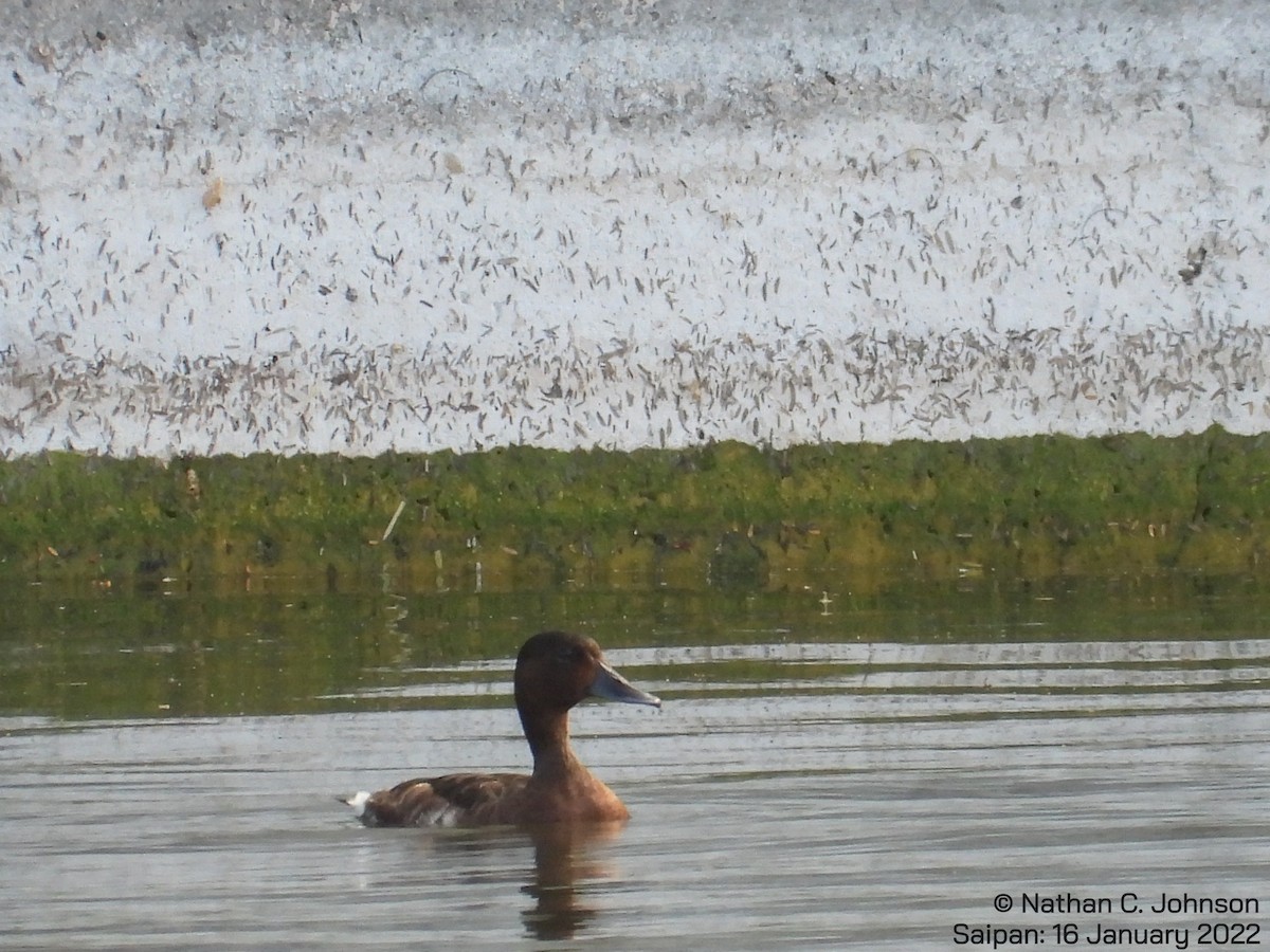 Baer's Pochard - ML406736661