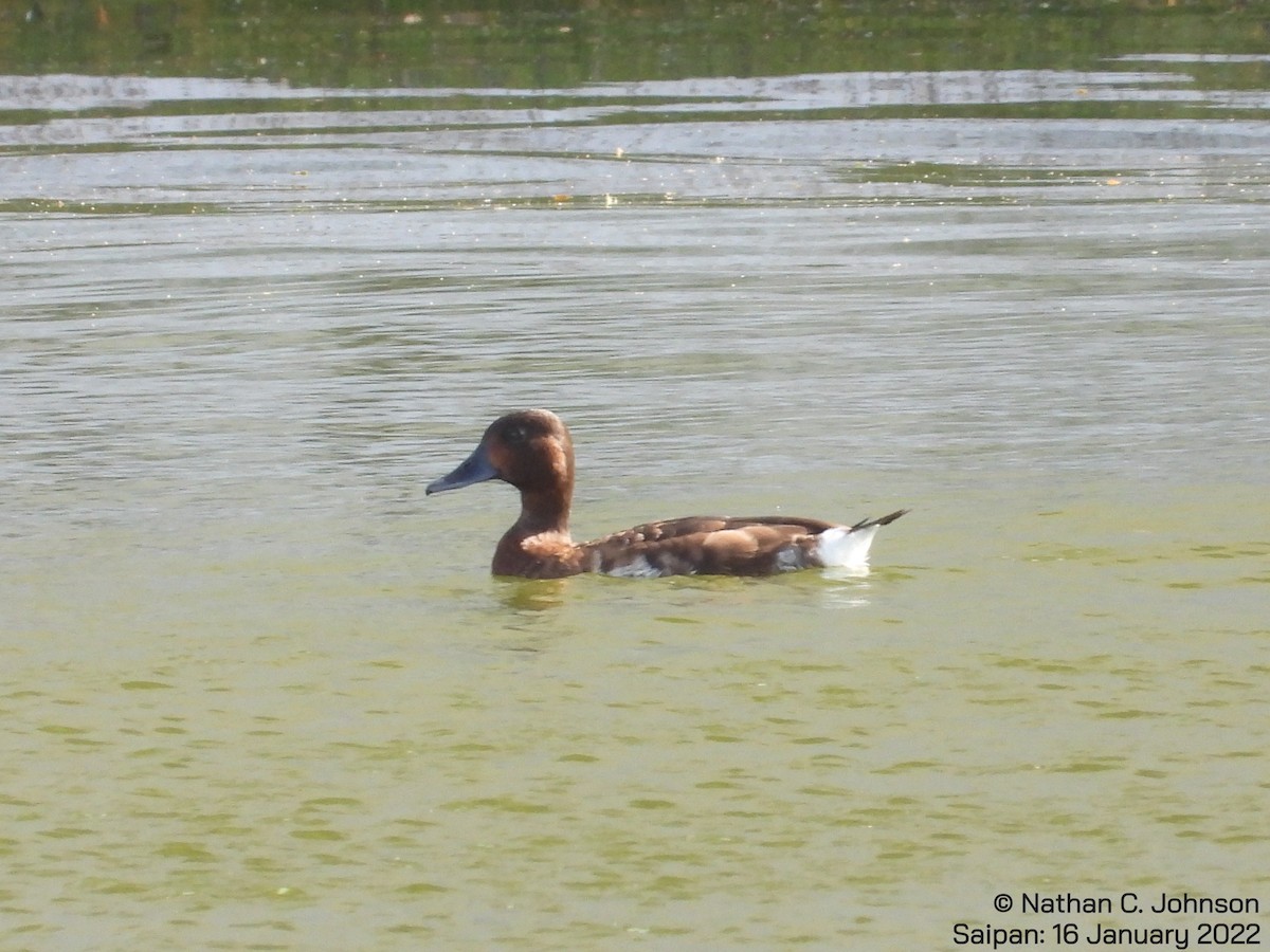 Baer's Pochard - ML406736871