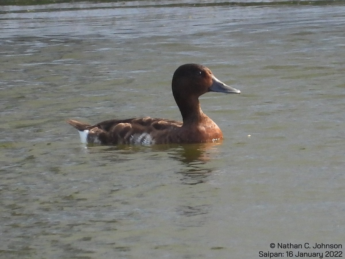 Baer's Pochard - Nathan Johnson