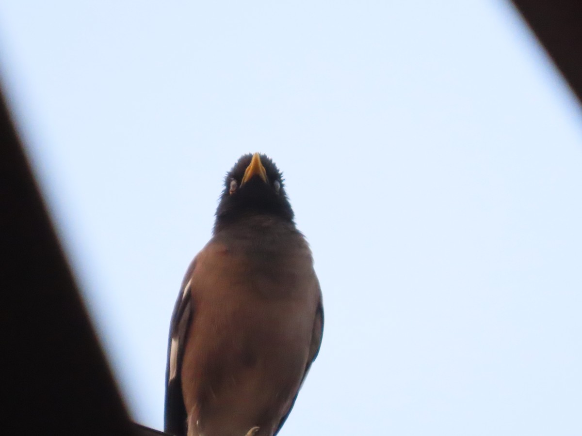 Common Myna - Navaneeth Sini George