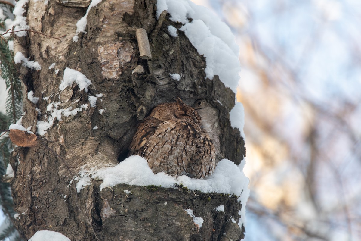 Western Screech-Owl - ML406740311