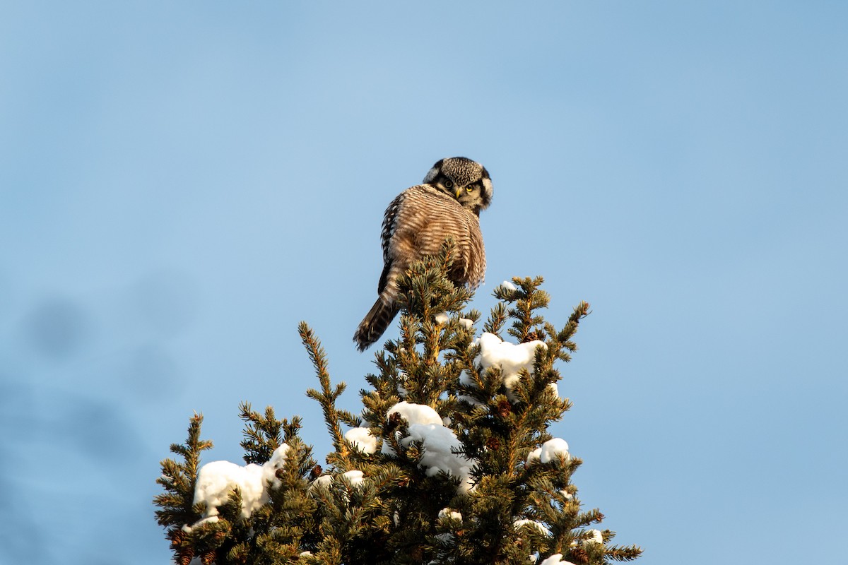 Northern Hawk Owl - ML406740391