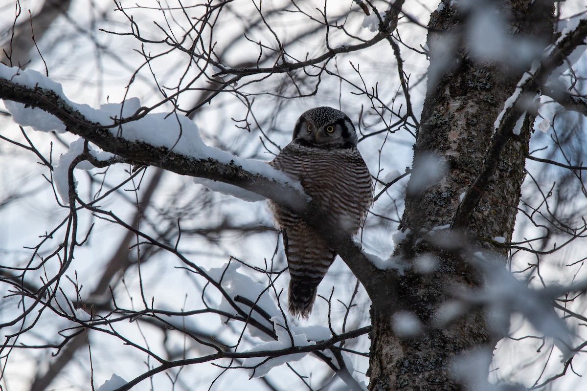 Northern Hawk Owl - ML406740411