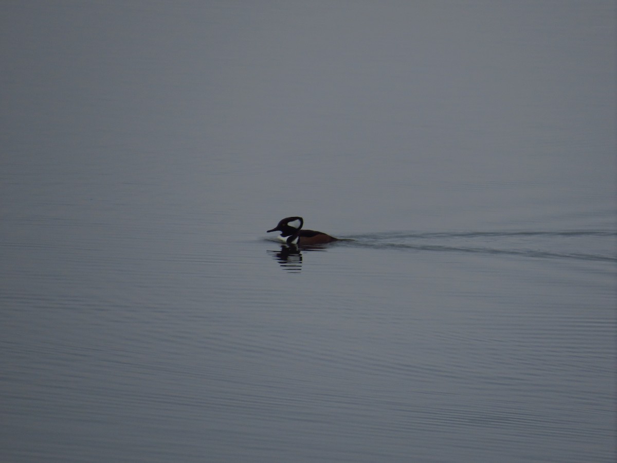 Hooded Merganser - ML406741011