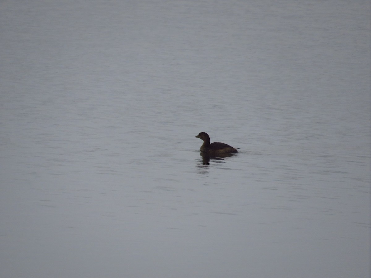 Pied-billed Grebe - ML406741061