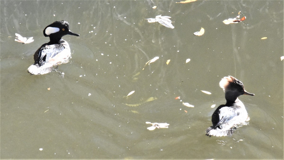 Hooded Merganser - ML406741561