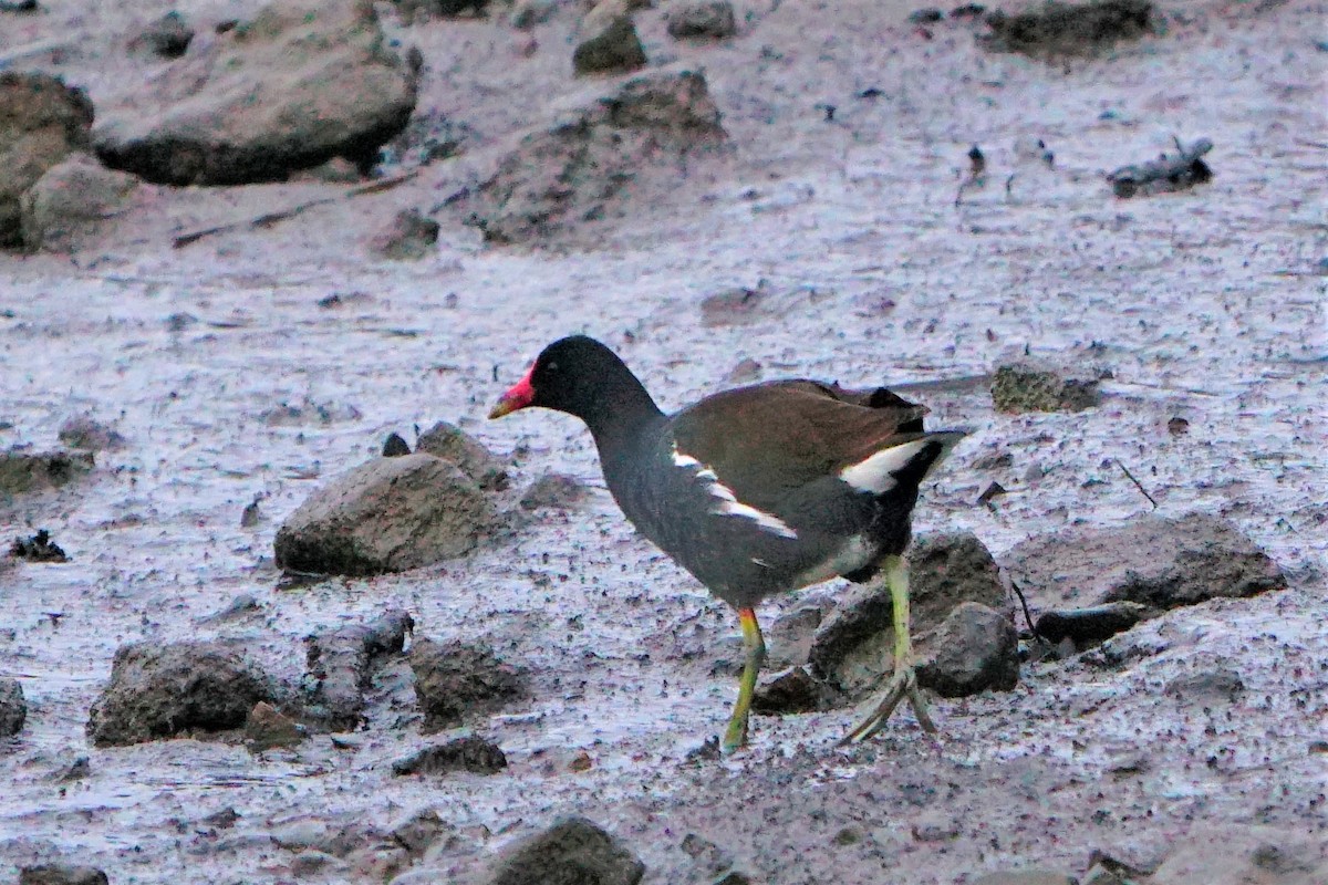 Common Gallinule - mang mike