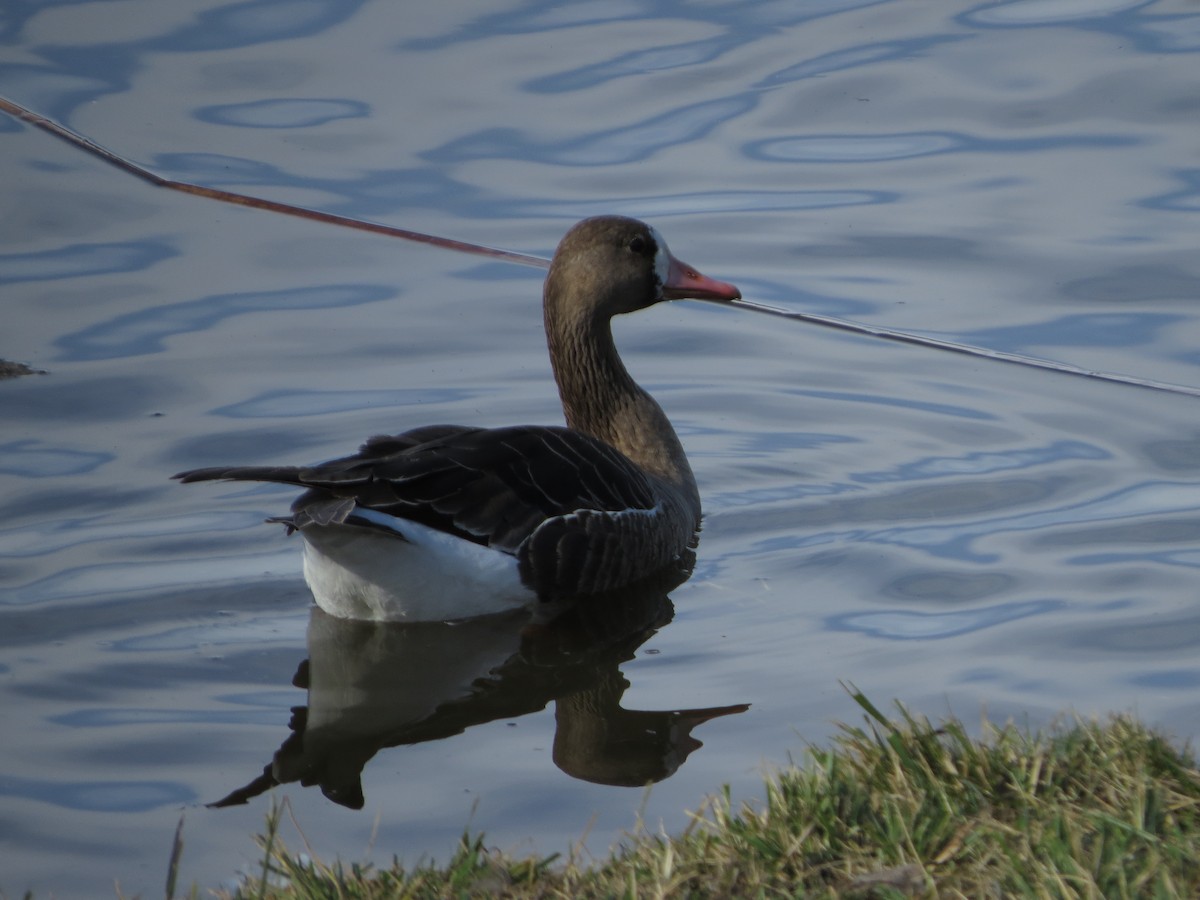 Greater White-fronted Goose - ML406741641