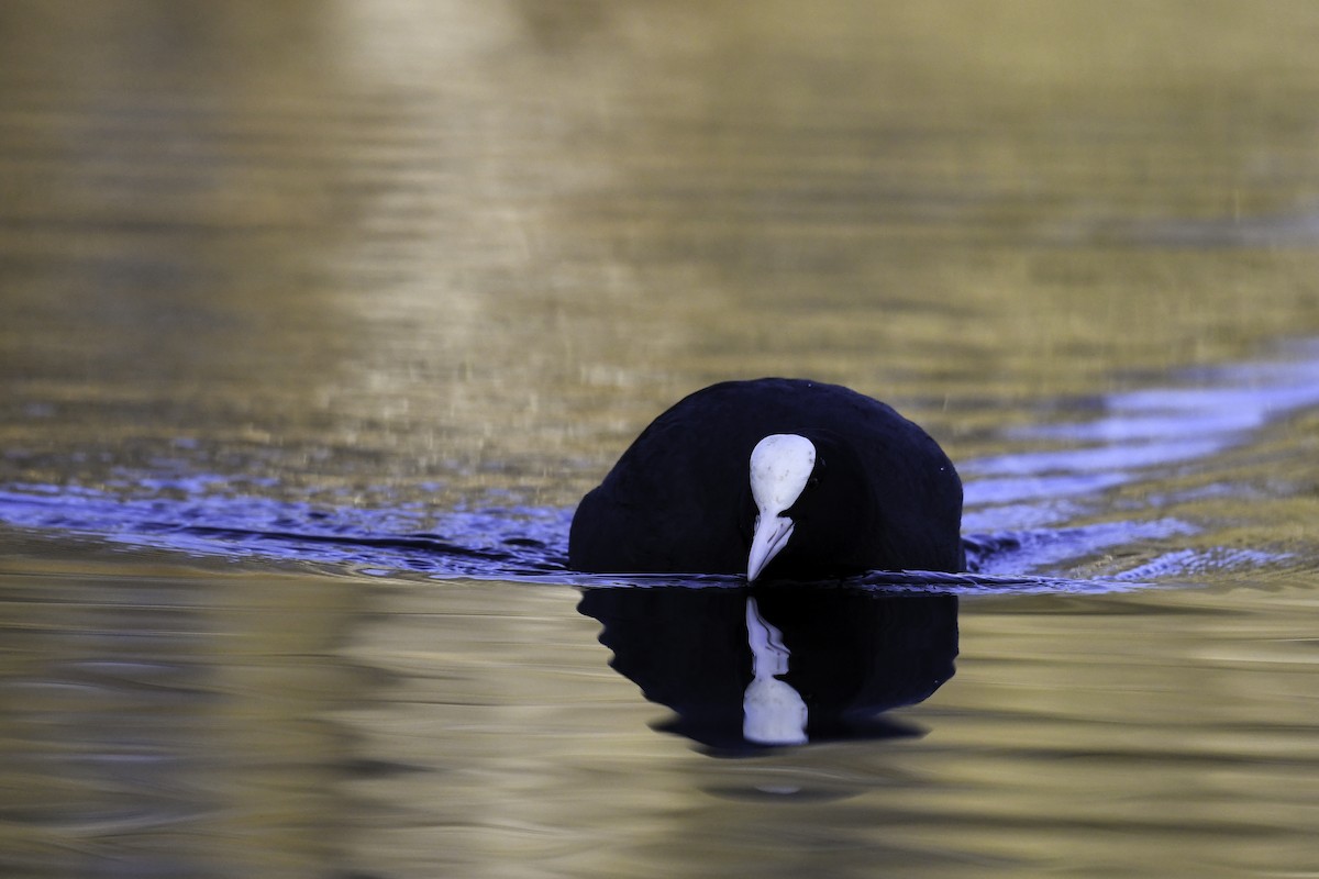 Eurasian Coot - Maryse Neukomm