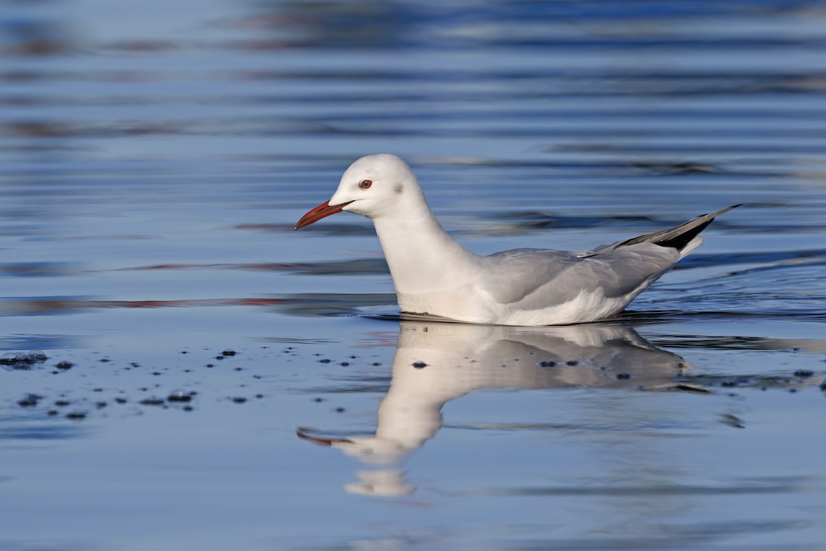 Slender-billed Gull - Marco Valentini