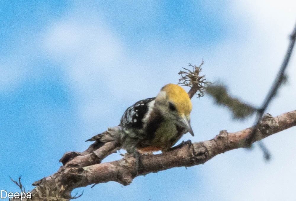 Yellow-crowned Woodpecker - Deepa Wimalasena