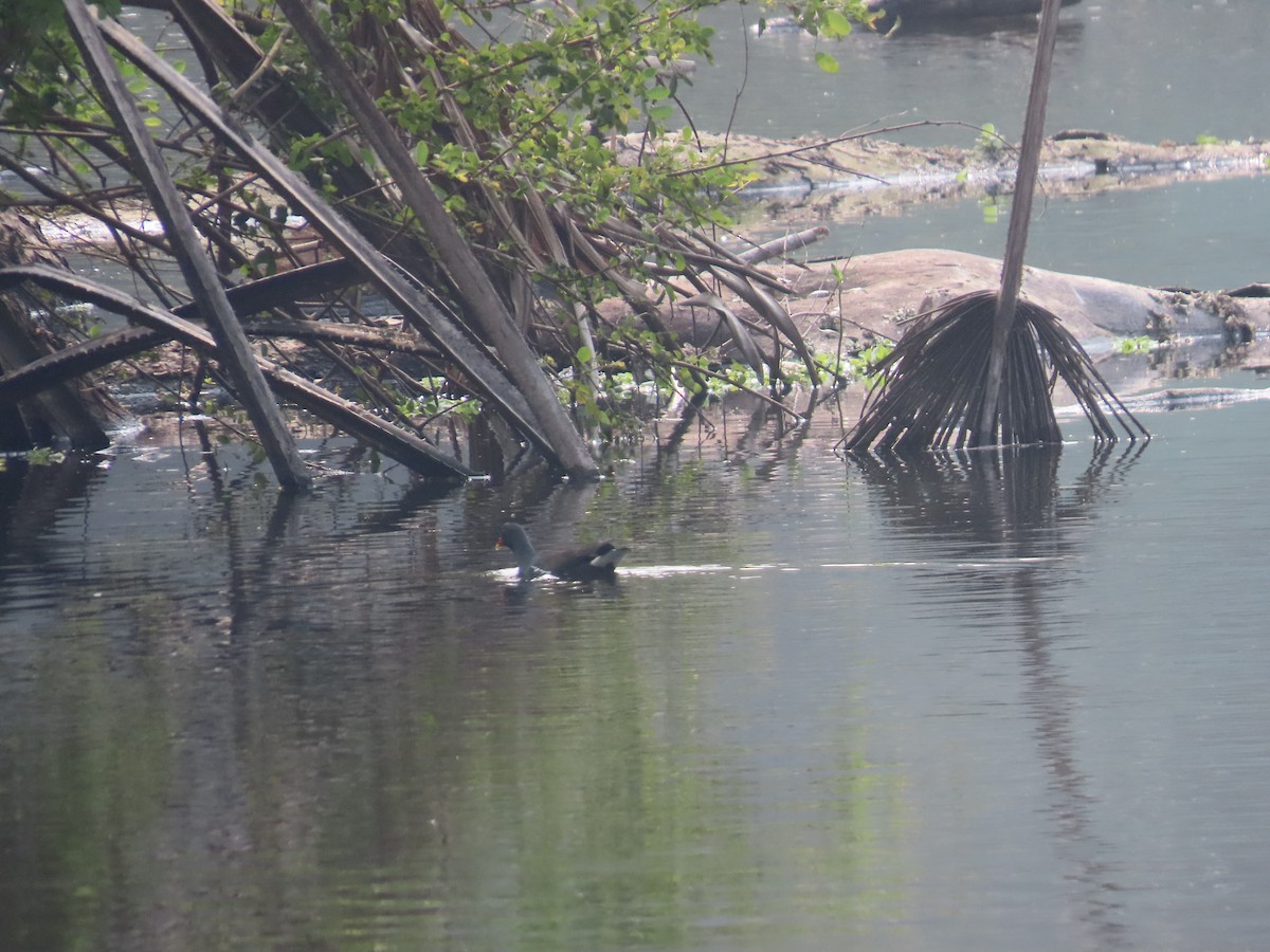 Eurasian Moorhen - ML406745051