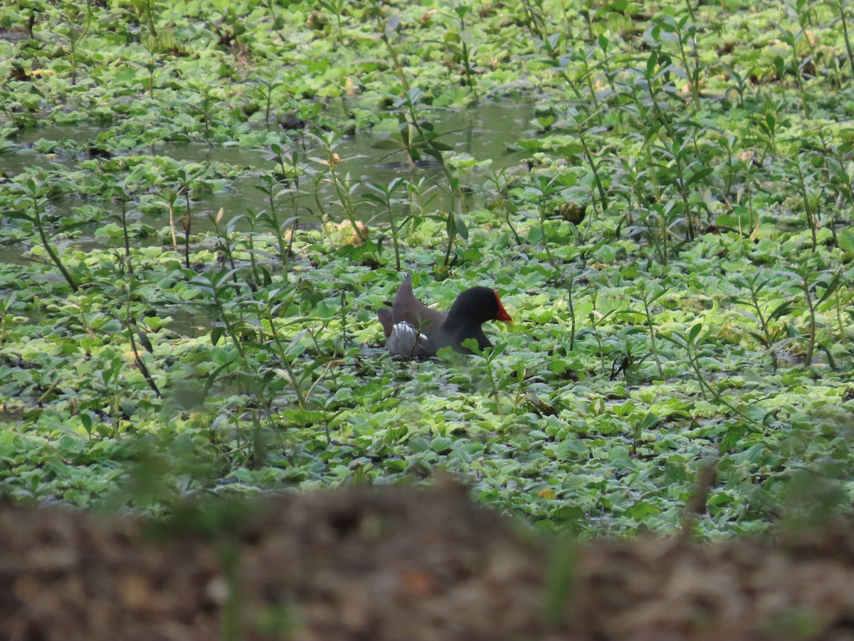 Eurasian Moorhen - ML406745071