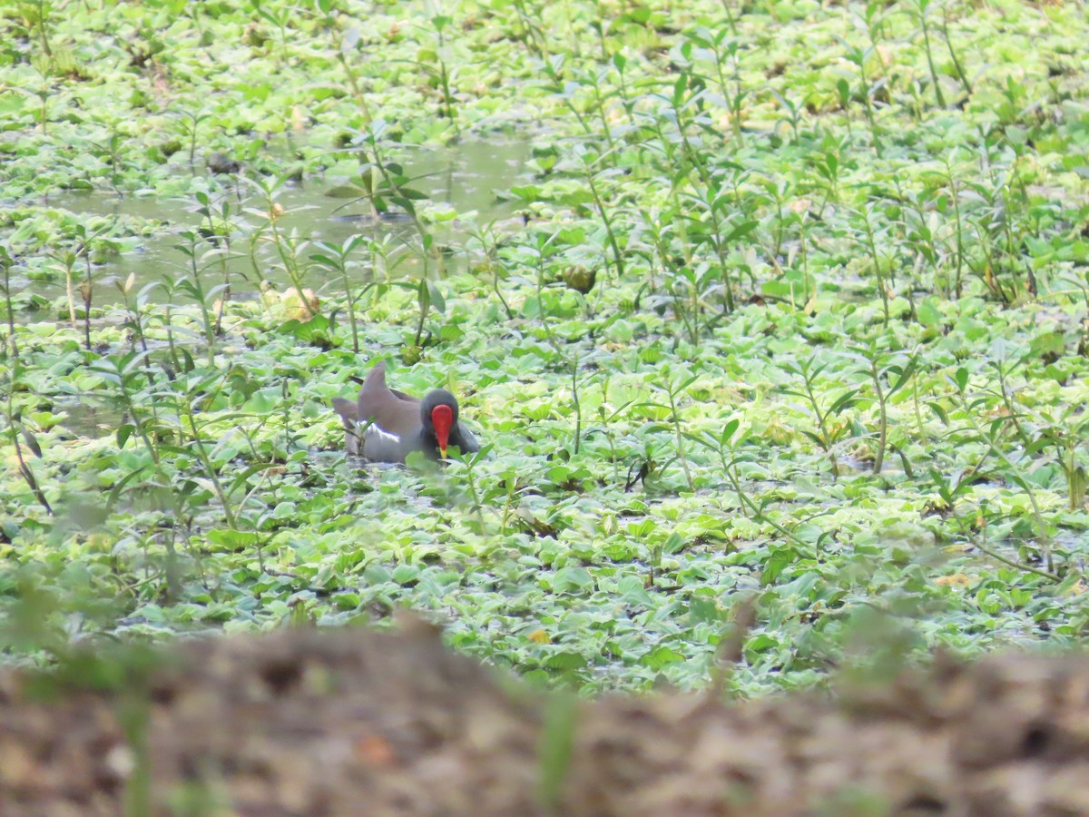 Eurasian Moorhen - ML406745081