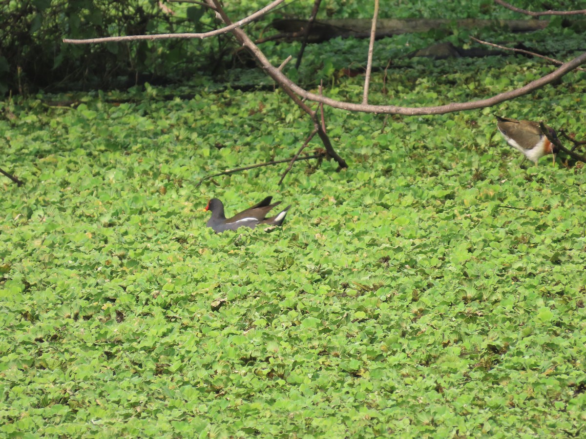 Eurasian Moorhen - ML406745091