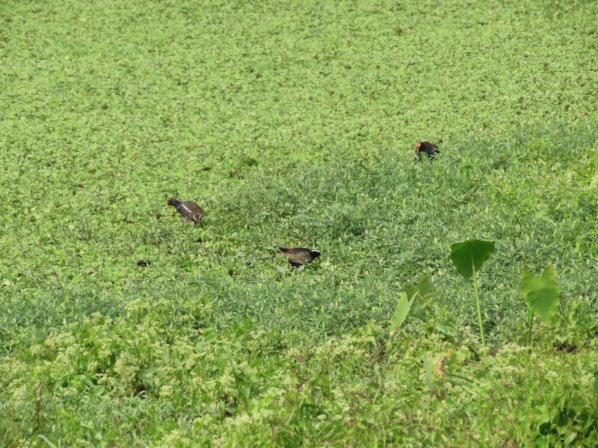 Eurasian Moorhen - ML406745141