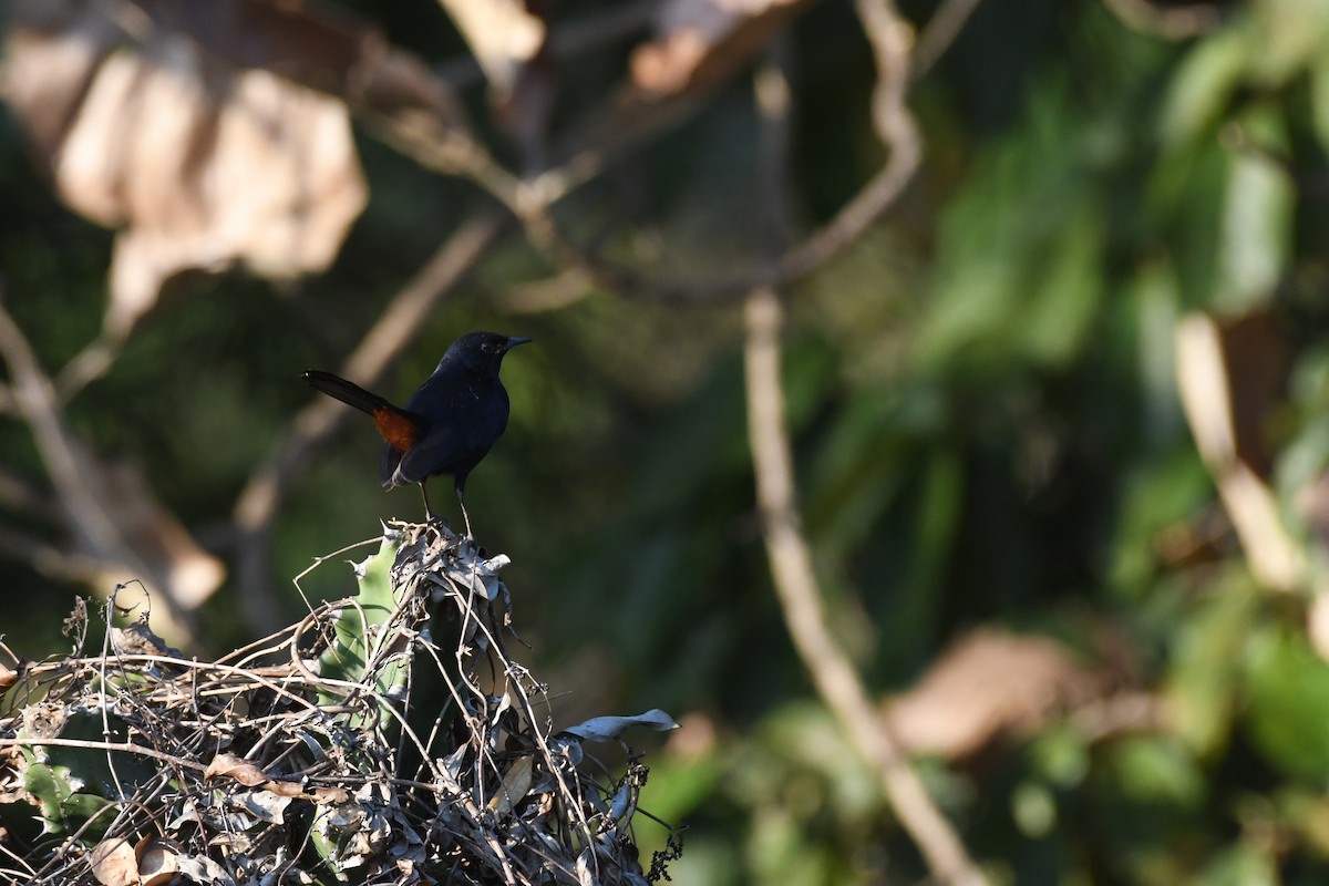 Indian Robin - ML406745281