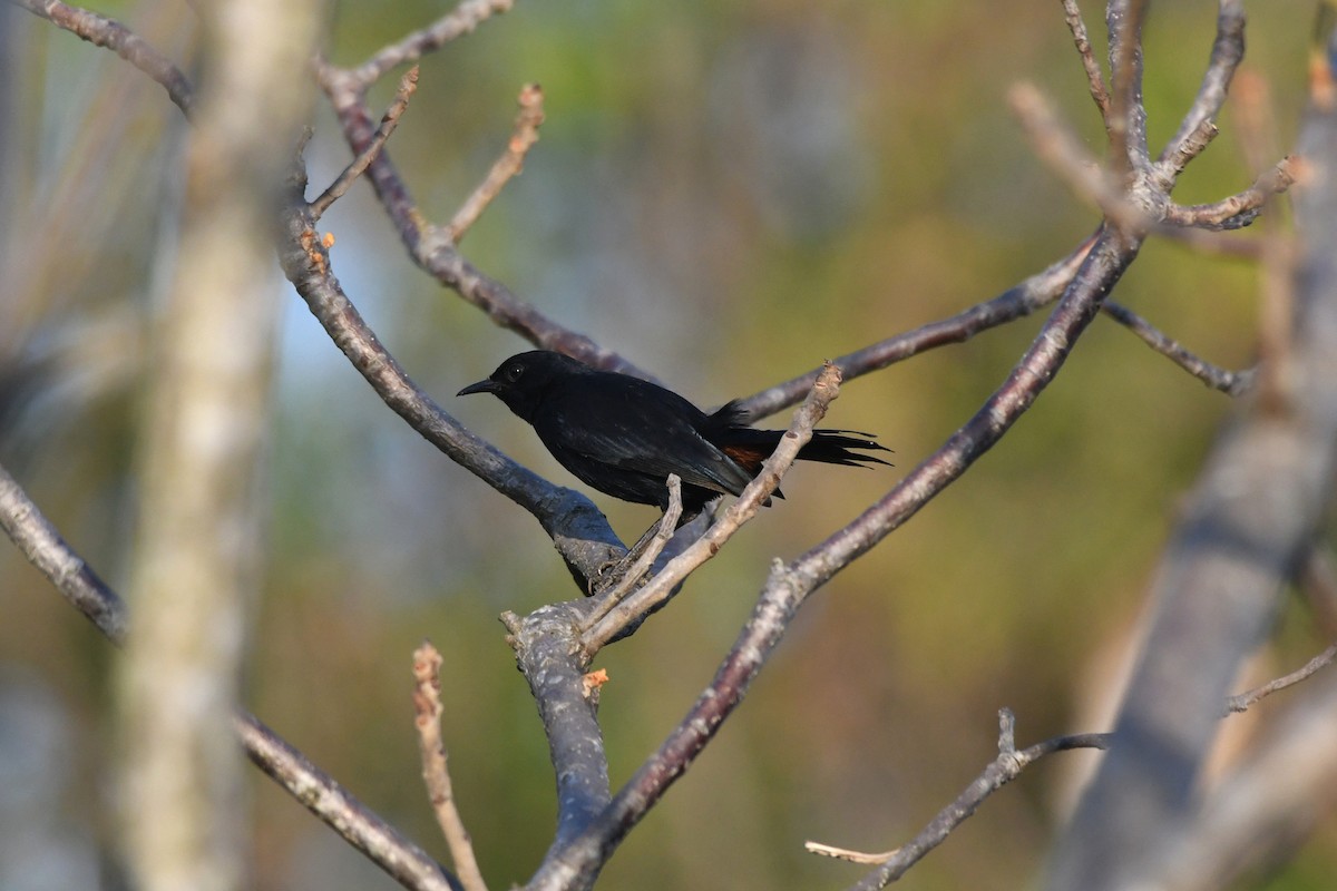 Indian Robin - ML406745361