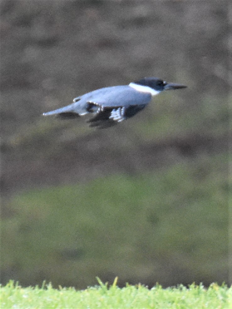 Belted Kingfisher - ML406745611