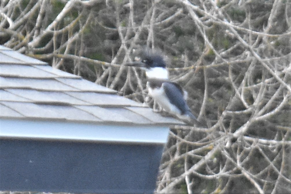 Belted Kingfisher - ML406745641