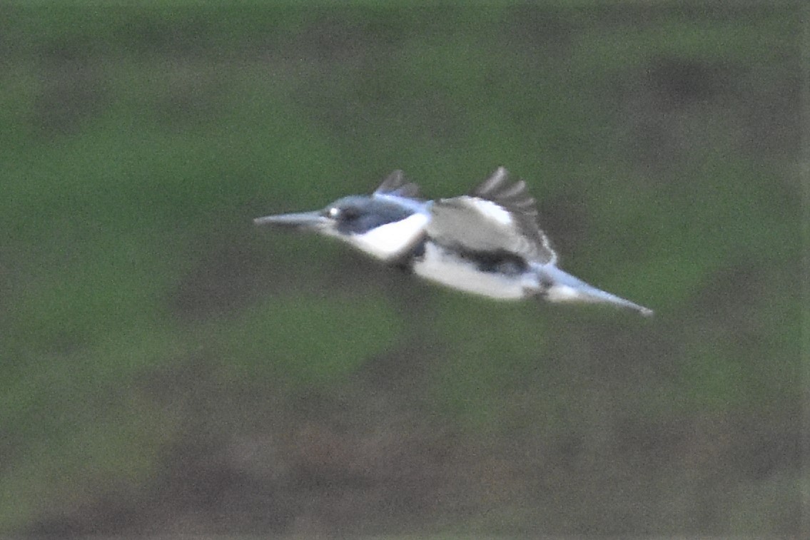 Belted Kingfisher - ML406745801