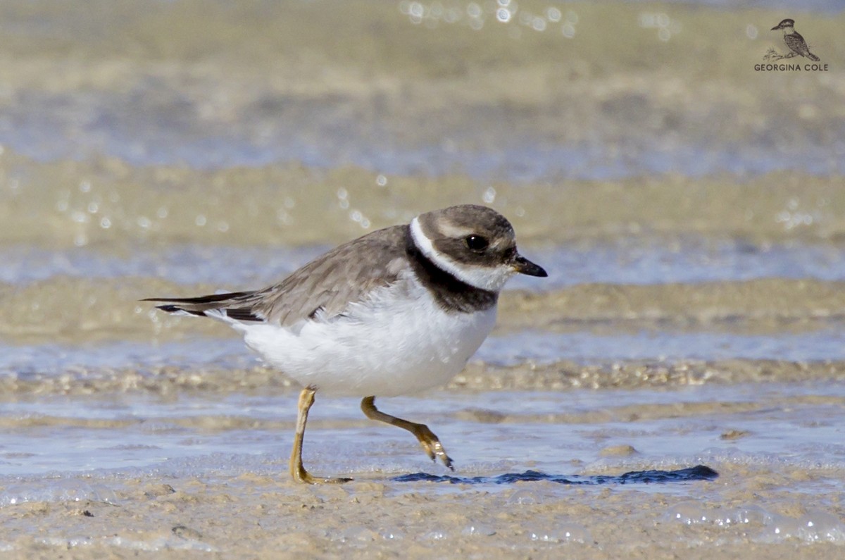 Common Ringed Plover - Georgina Cole