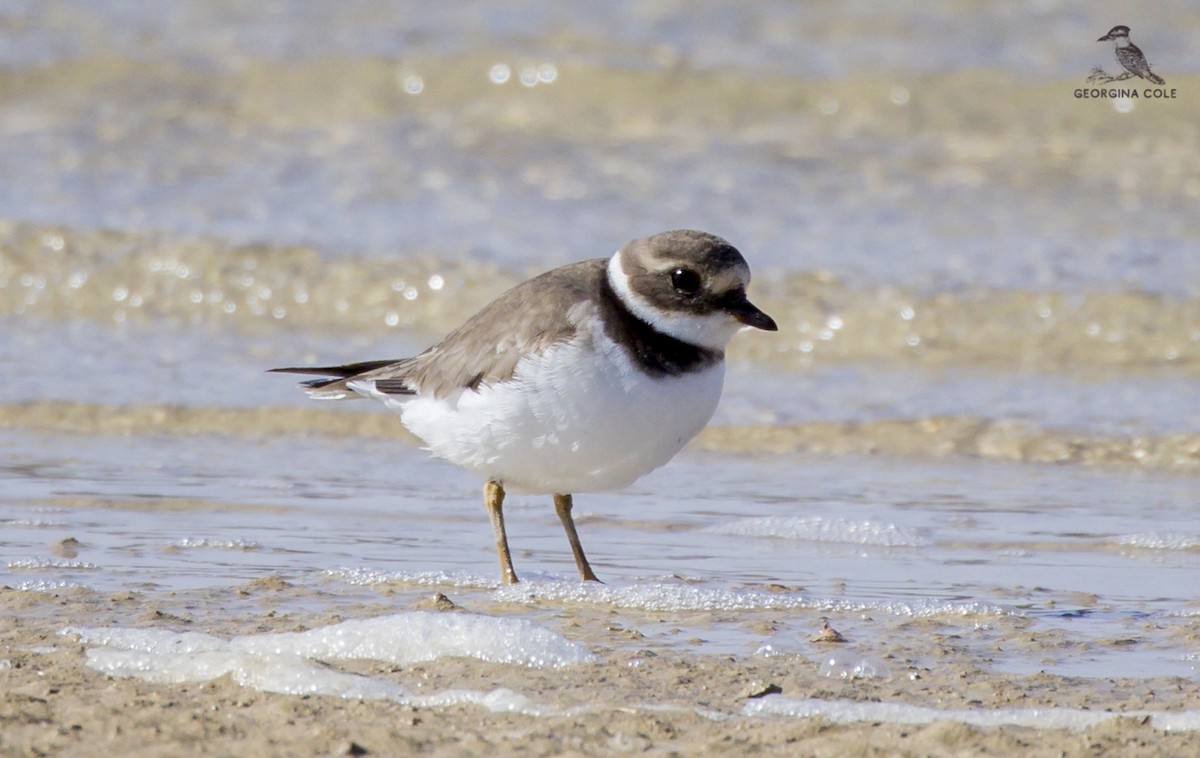 Common Ringed Plover - Georgina Cole