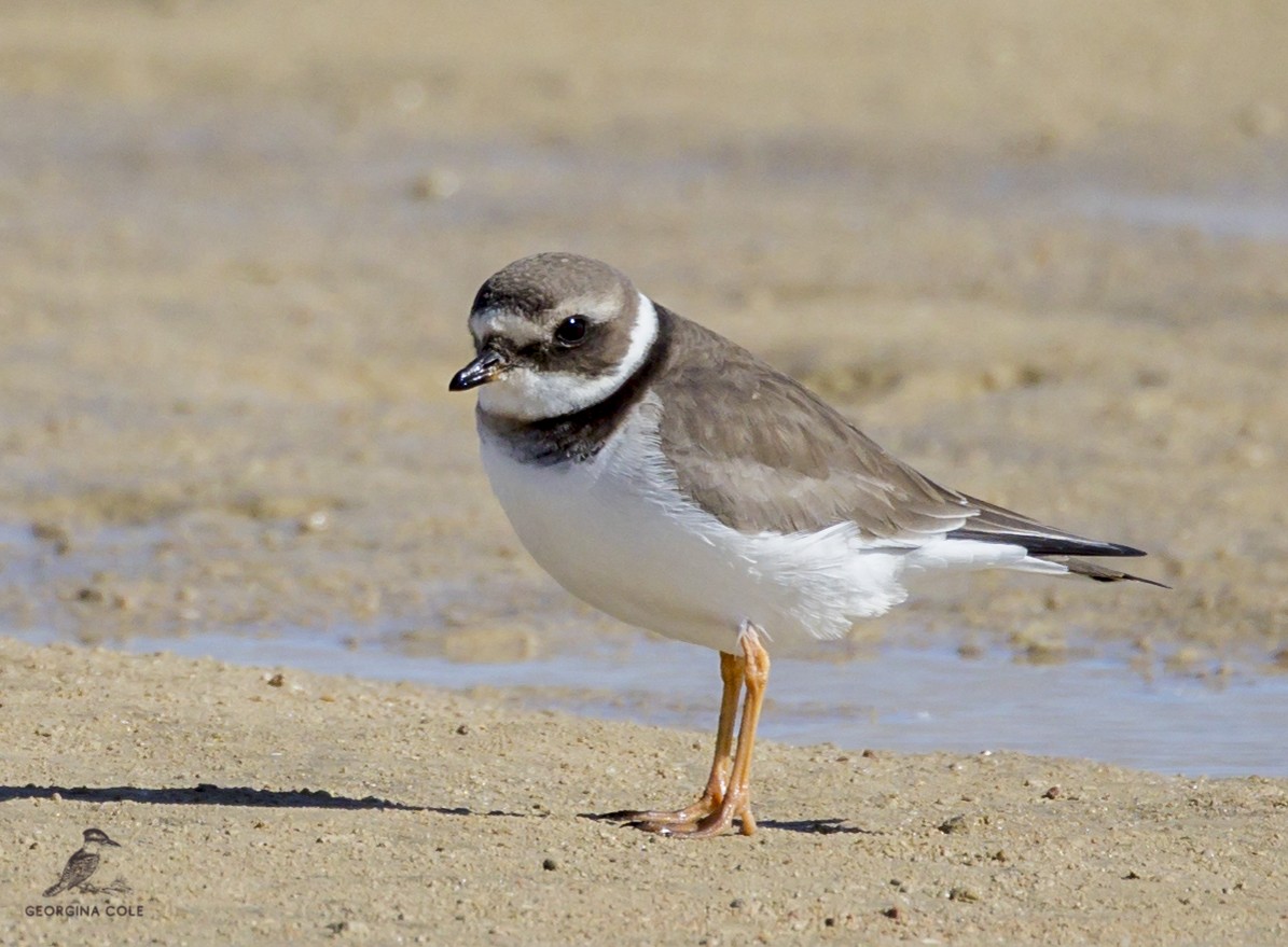 Common Ringed Plover - Georgina Cole