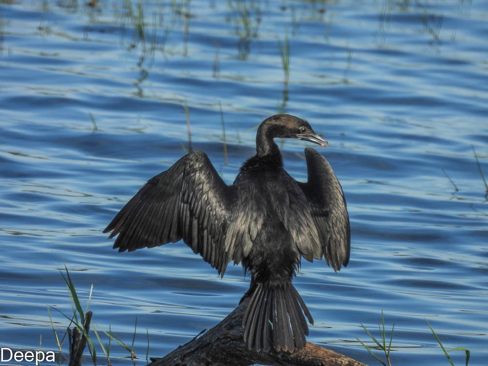 Little Cormorant - ML406747451