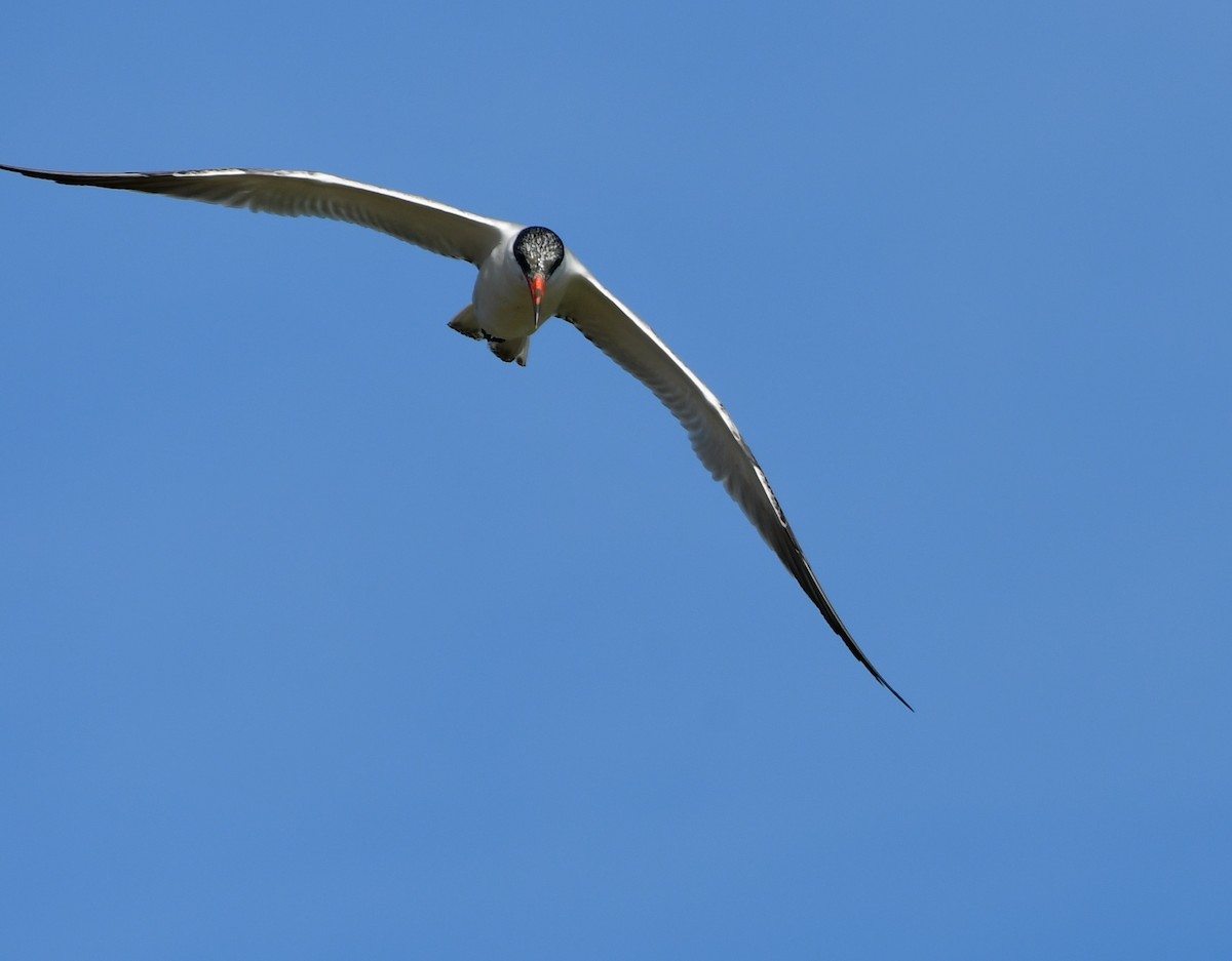 Caspian Tern - ML406747541