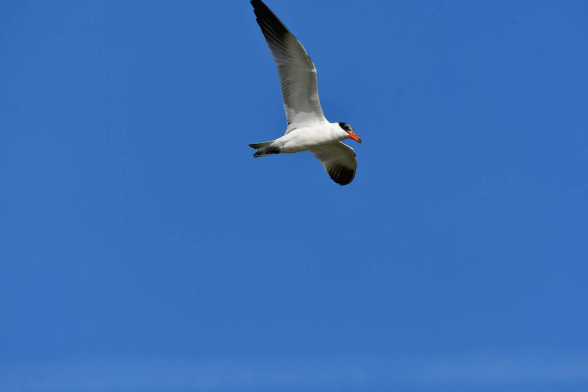 Caspian Tern - ML406747571