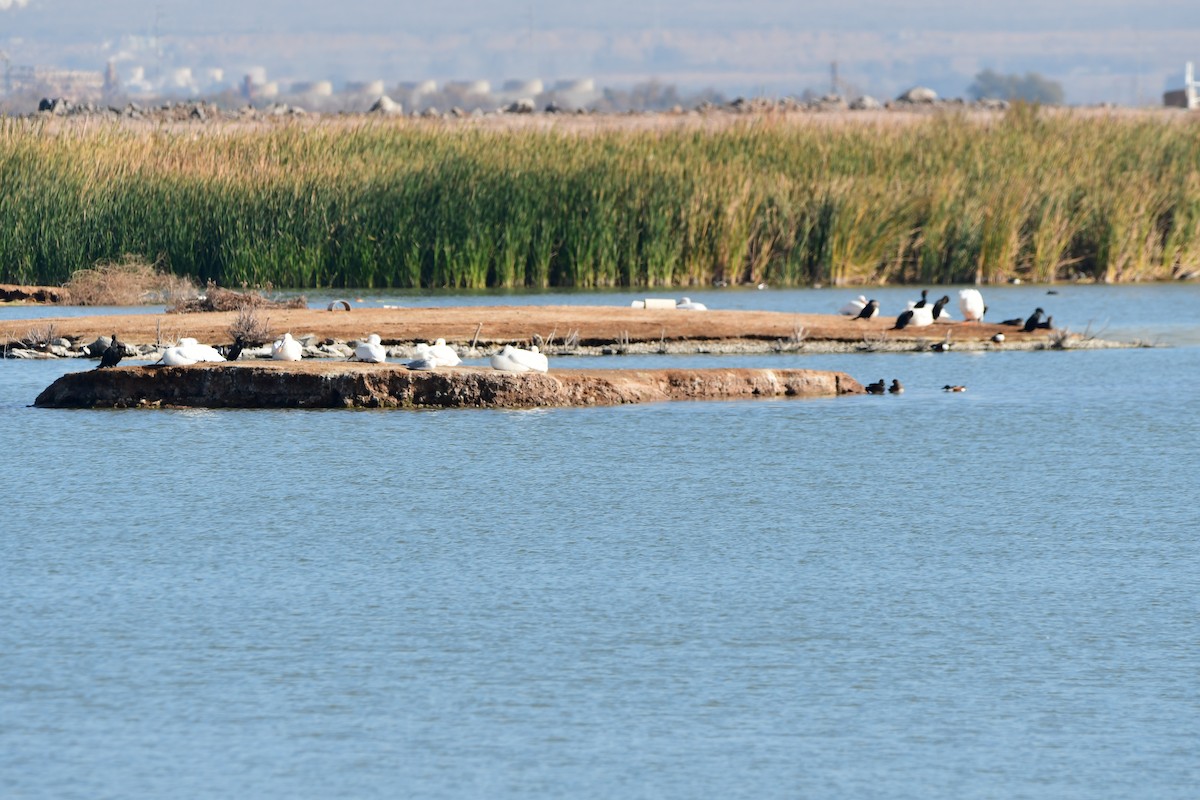 Double-crested Cormorant - ML406747841