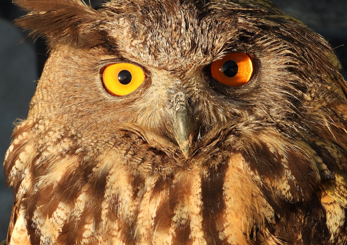 Eurasian Eagle-Owl - Sait YALÇIN