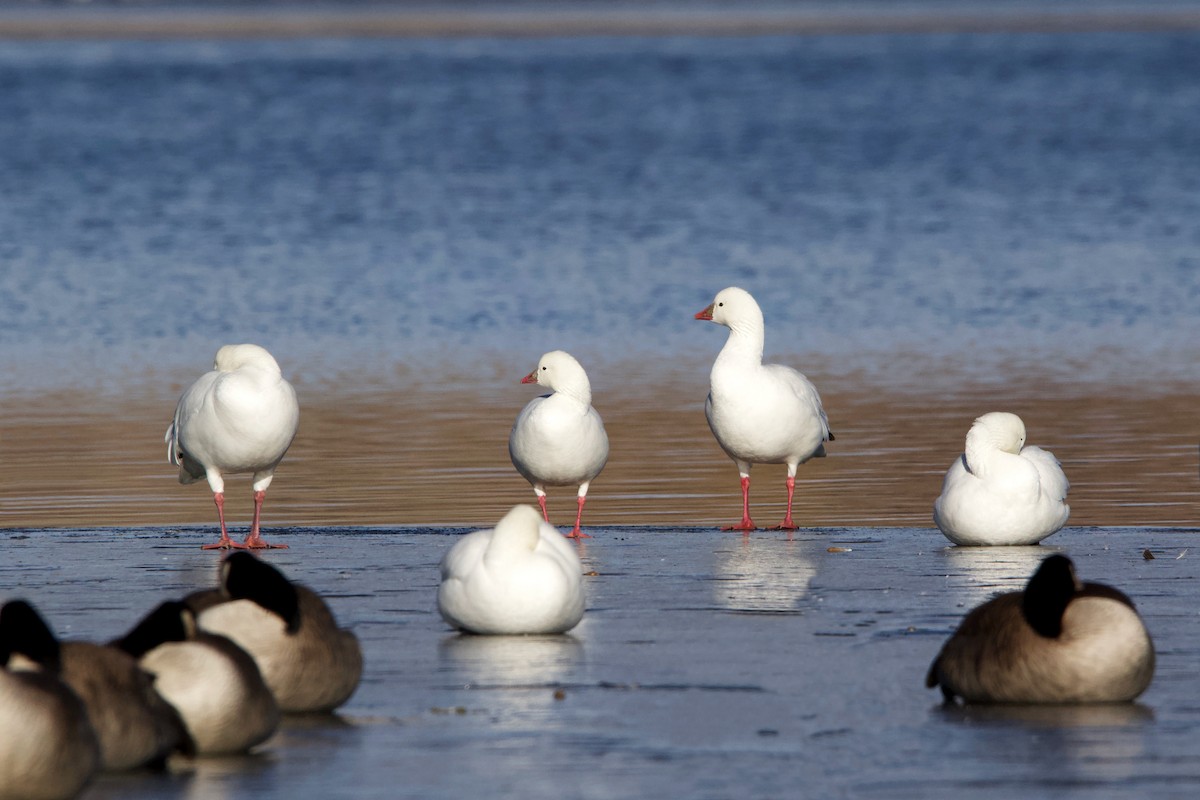 Ross's Goose - ML406748801