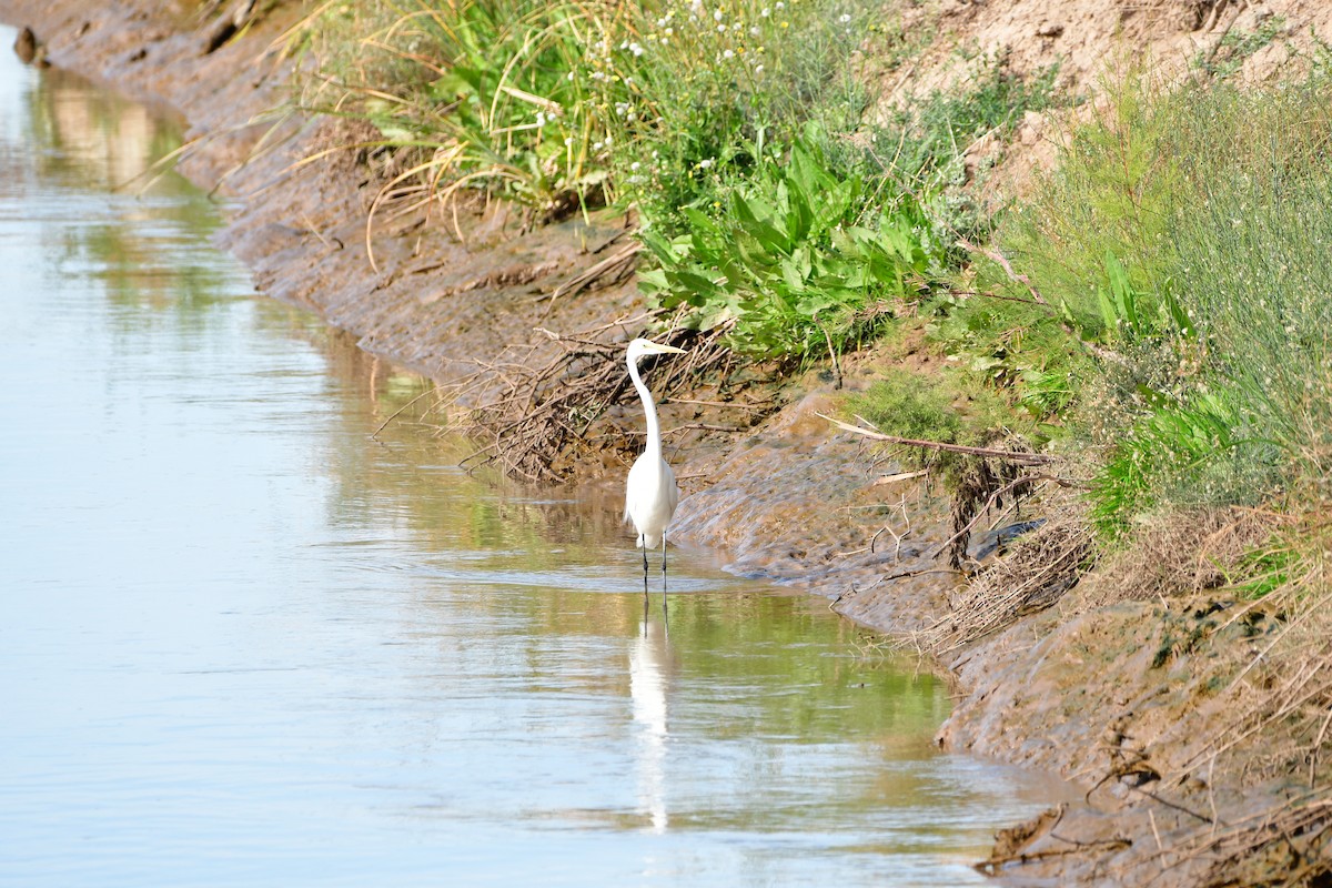 Great Egret - ML406748961