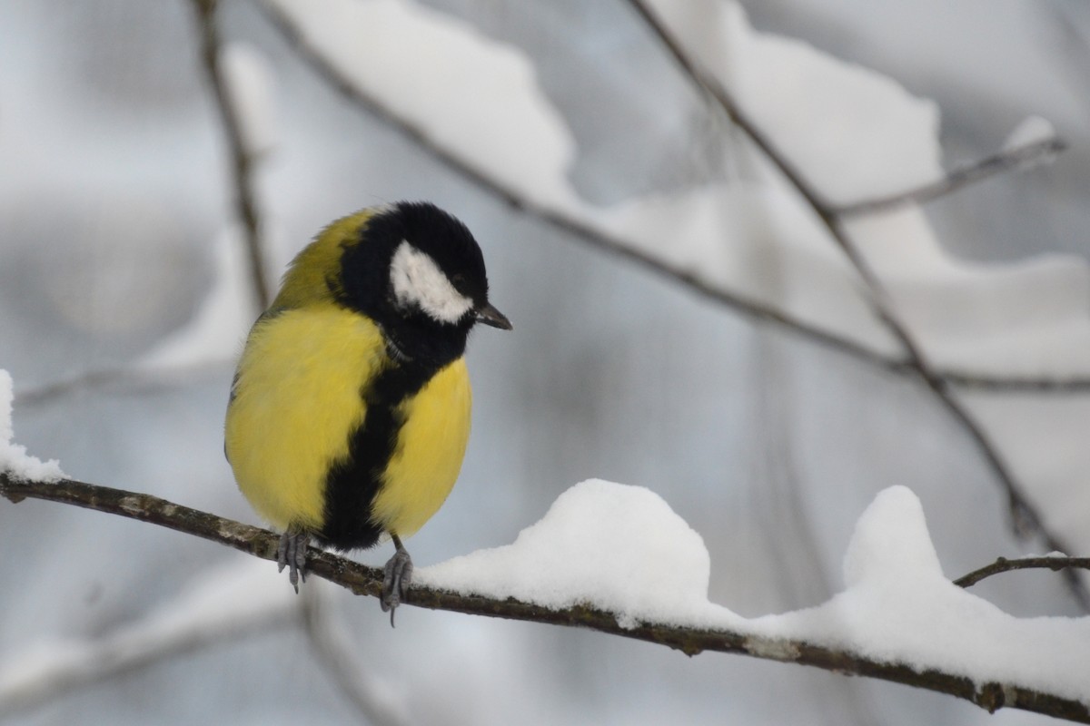 Great Tit - Christiaan Trommel