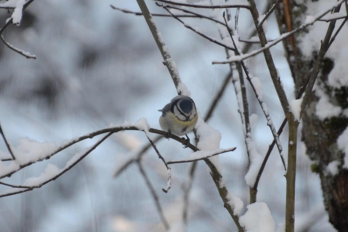 Eurasian Blue Tit - Christiaan Trommel