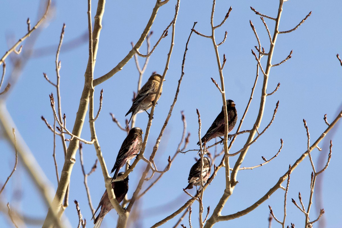 Brown-capped Rosy-Finch - ML406749101