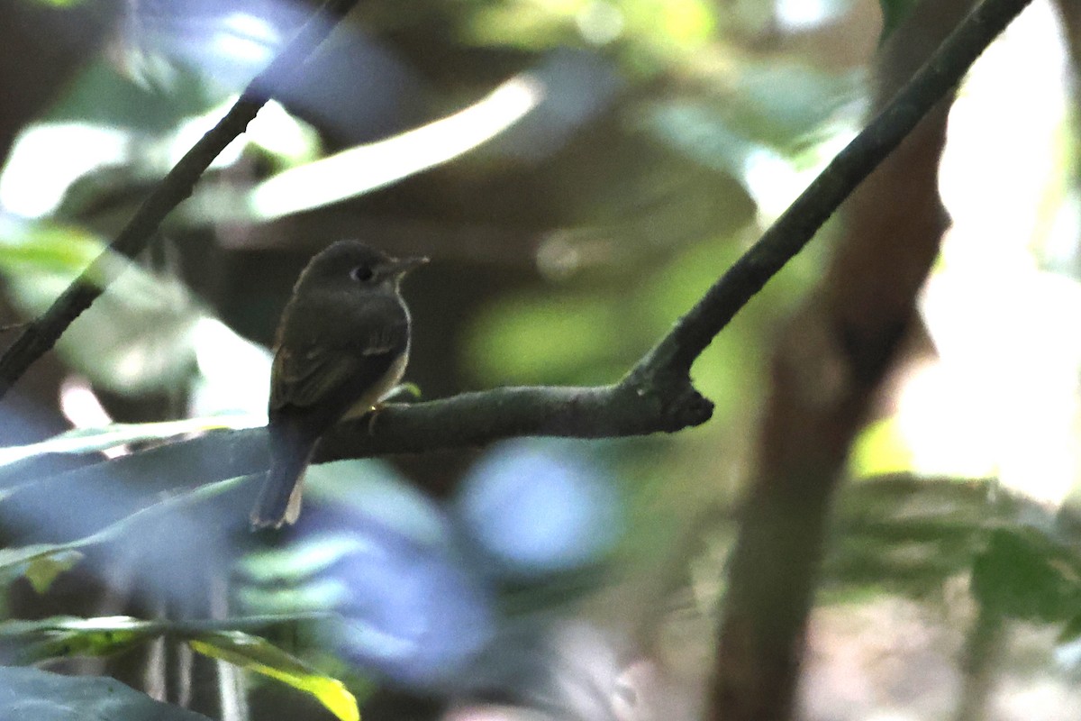 Brown-breasted Flycatcher - ML406749771