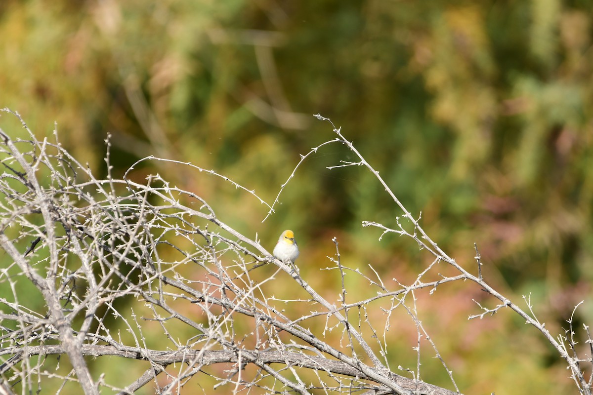 Verdin - Gloria Leal