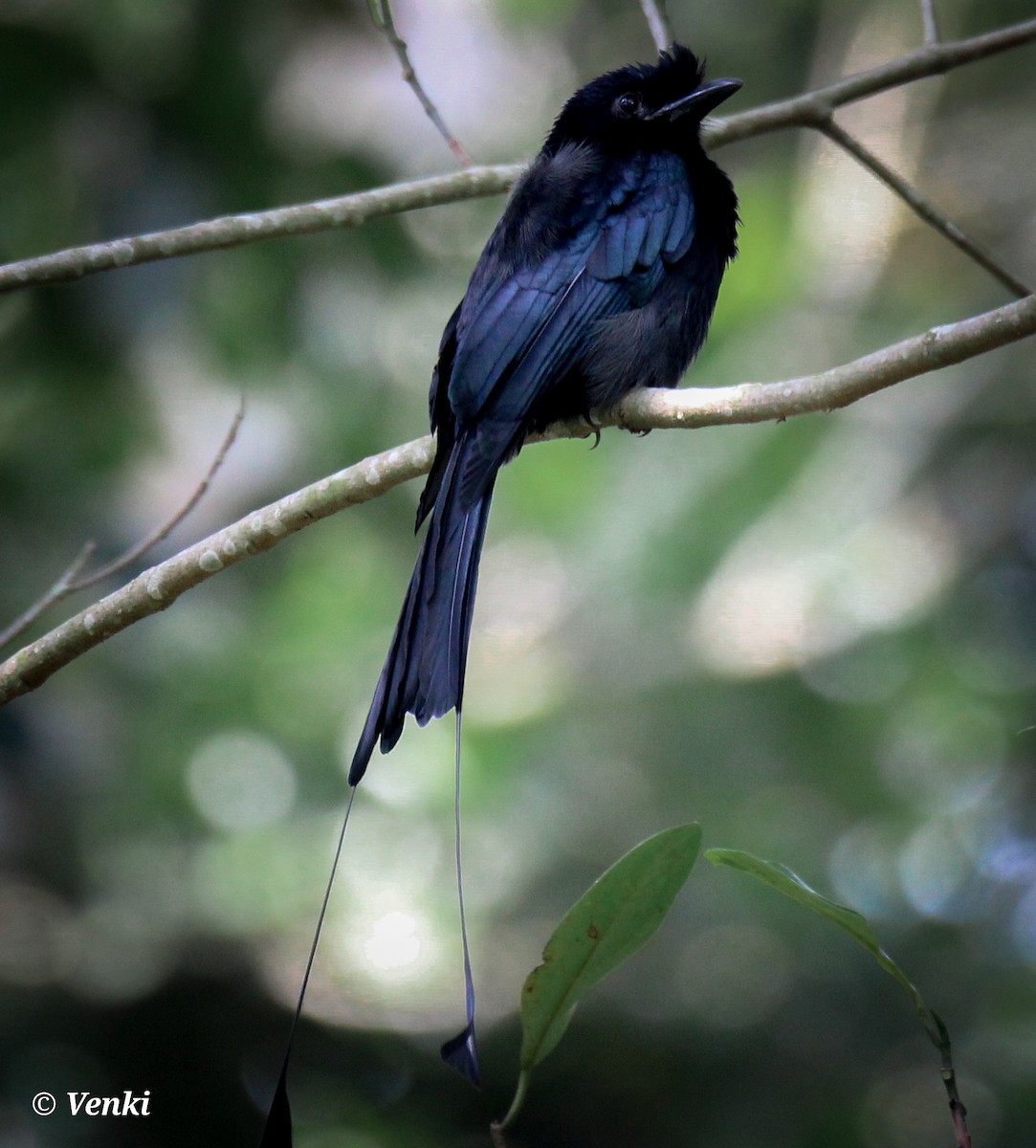 Greater Racket-tailed Drongo - ML406751051