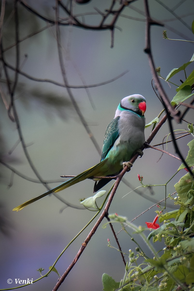 Malabar Yeşil Papağanı - ML406751731